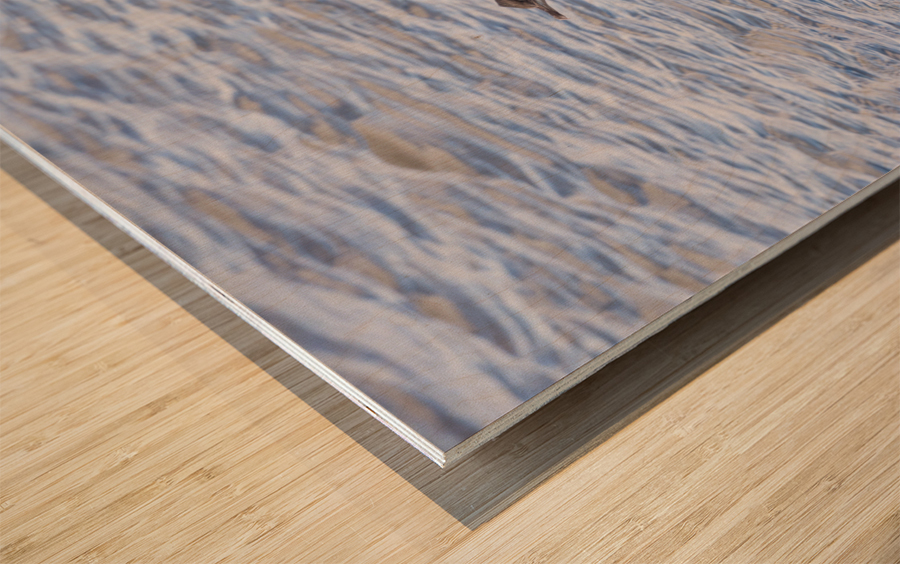 Imperial Cormorant seabird on rock in Punta Arenas Chile Wood print