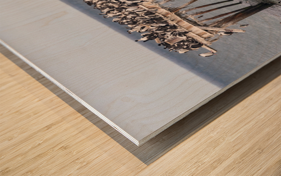 Colony of Imperial Cormorant seabirds in Punta Arenas Chile Wood print