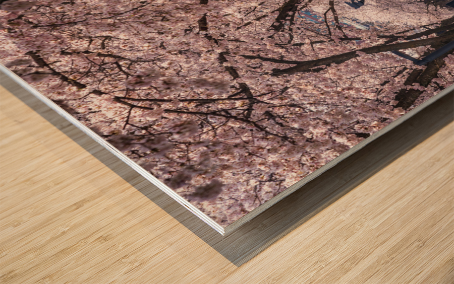 Cherry blossoms over walking trail  by the river in Morgantown W Wood print