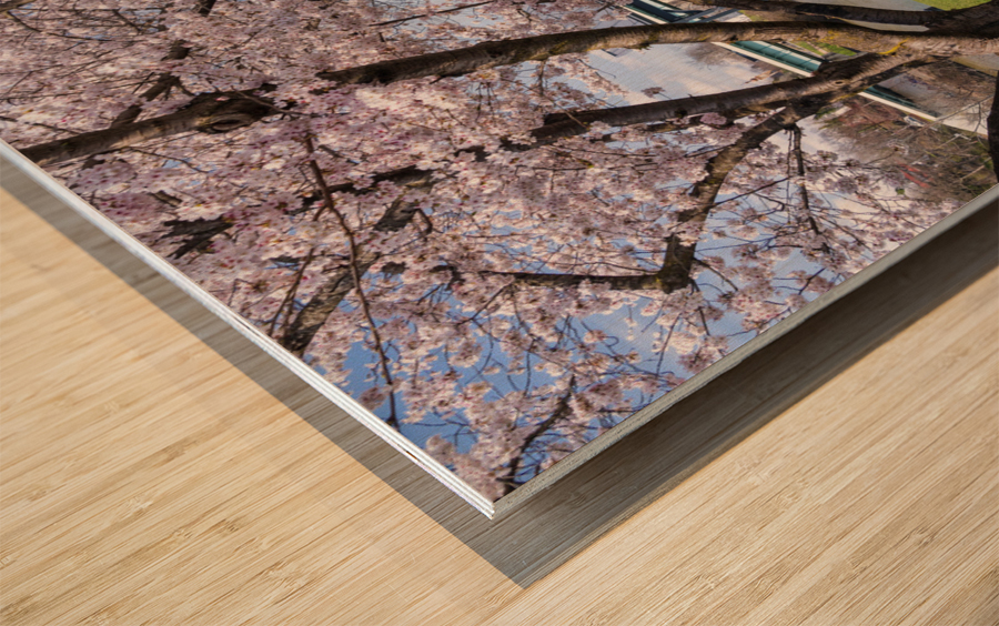 Ruby Amphitheater by walking trail  by the river in Morgantown W Wood print