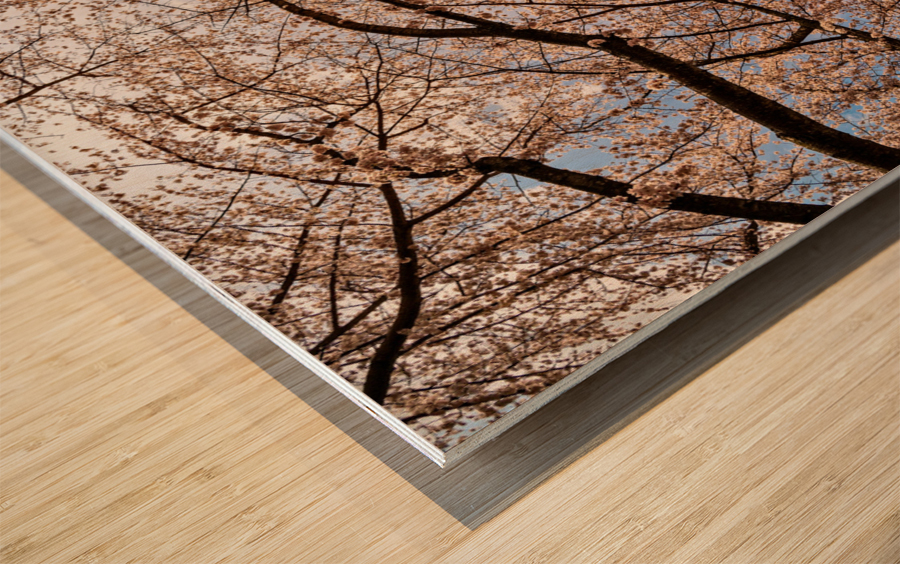Looking up at Cherry blossoms over walking trail in Morgantown Wood print