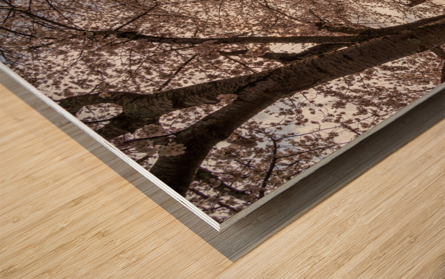 Steel girder bridge carries the bike walking trail over Deckers  Wood print