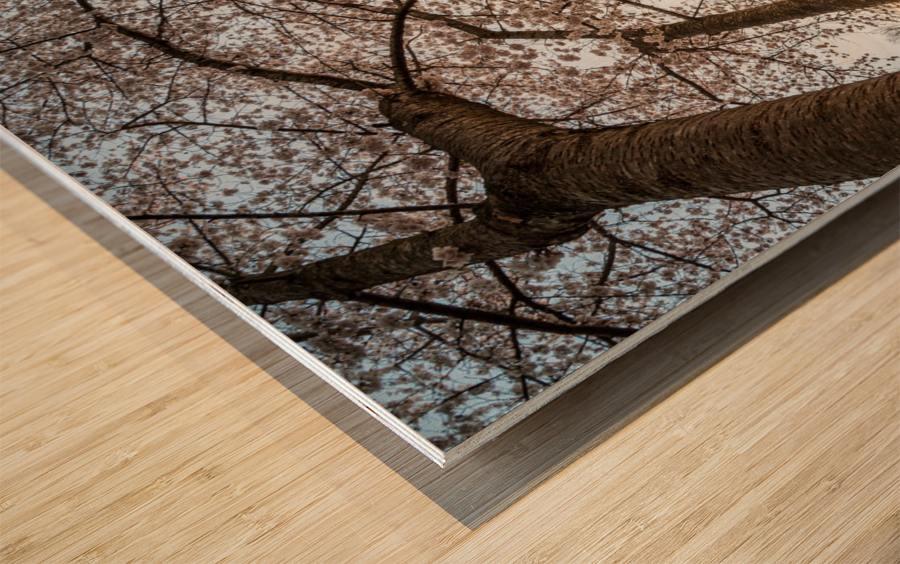 Steel girder bridge carries the bike walking trail over Deckers  Wood print