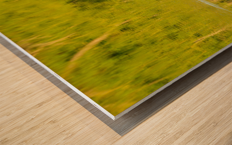 Two ducks floating through reflection of sunlit trees Wood print