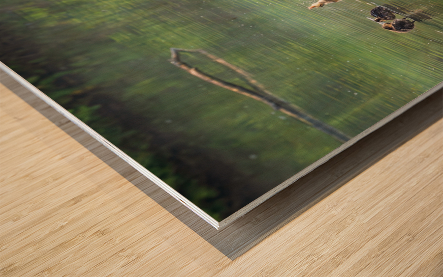 Group of ducklings washing in lake at dusk Wood print