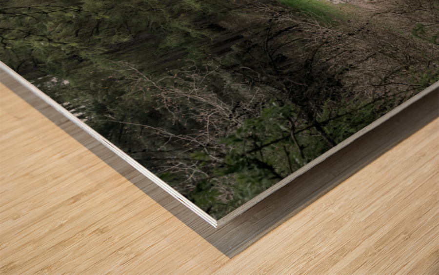 Standing stones of the Druids Plantation in Nidderdale Wood print