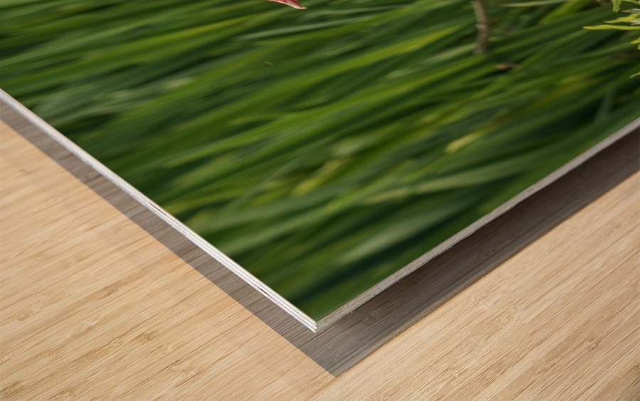 Mandarin Duck on the lakeshore at the Mere in Ellesmere  Impression sur bois