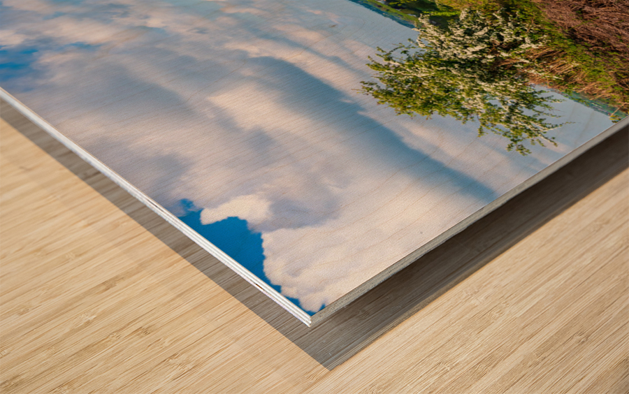 Bluebells by the path on Old Oswestry hill fort in Shropshire Wood print