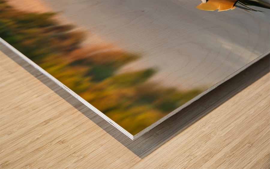 Mandarin duck floats on Ellesmere Mere to a clear reflection of  Wood print