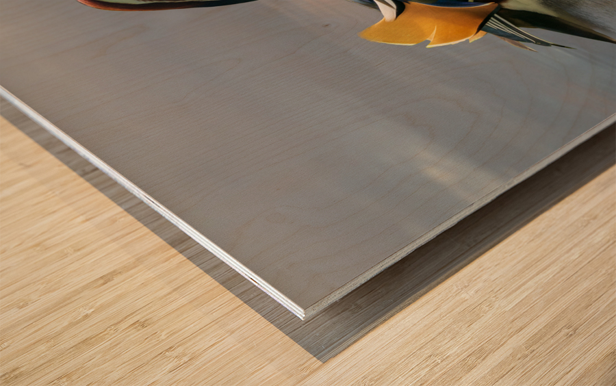 Mandarin duck floats on Ellesmere Mere to a clear reflection of  Impression sur bois