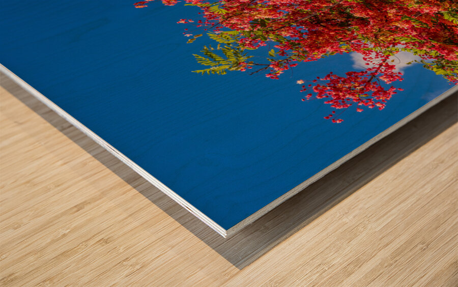 Gorgeous rainbow shower tree blossoms against blue sky Wood print