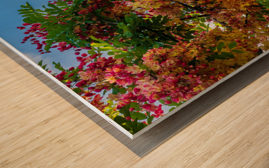 Gorgeous rainbow shower tree blossoms against blue sky Wood print