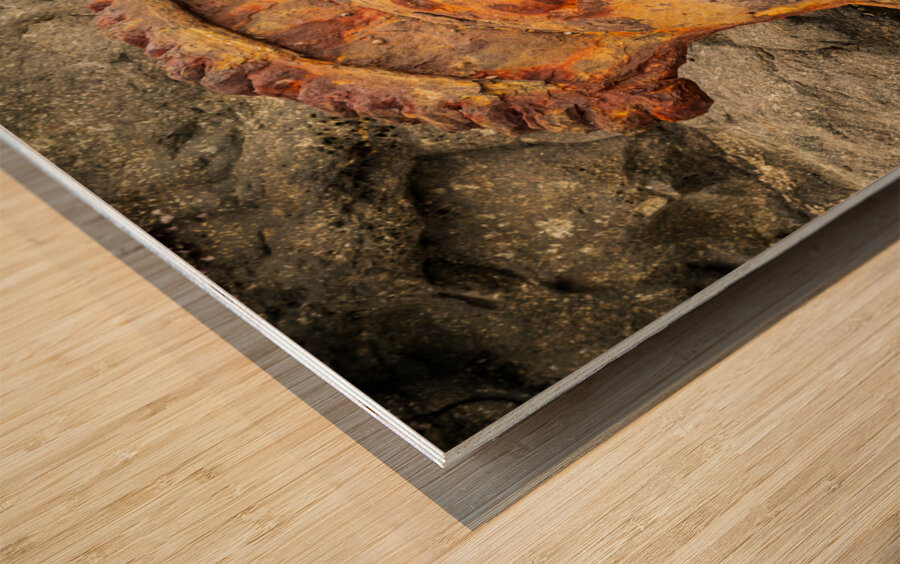 Sugar industry equipment abandoned on Mokolea Point Wood print