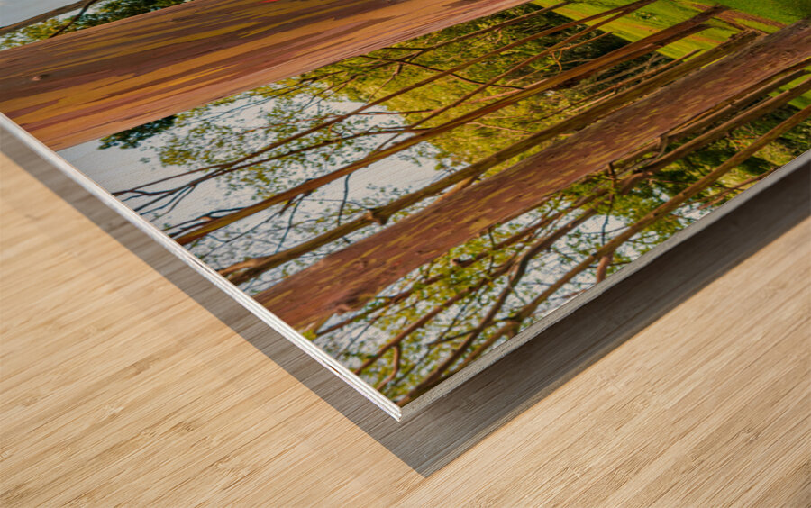 Group of rainbow eucalyptus trees in Keahua Arboretum Wood print
