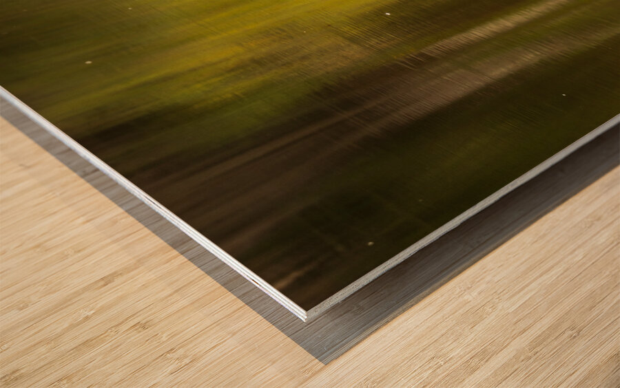 Great blue heron standing in calm water in Atchafalaya basin Wood print