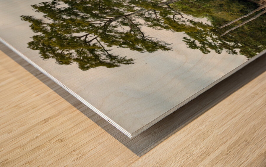 Large bald cypress trees rise out of water in Atchafalaya basin Wood print