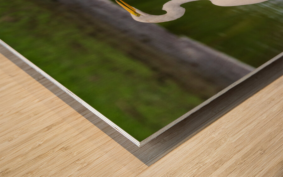 Great Egret on the stumps of bald cypress trees in Atchafalaya b Wood print