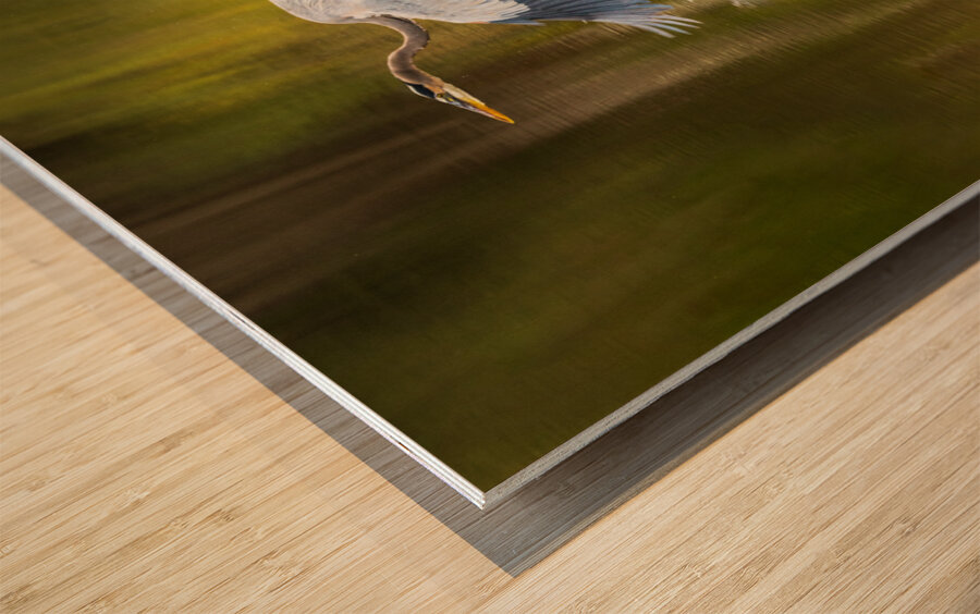 Great blue heron taking off from calm water in Atchafalaya basin Wood print
