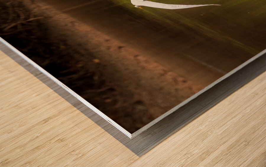 Great Egret flying in perfect circle in Atchafalaya basin Wood print