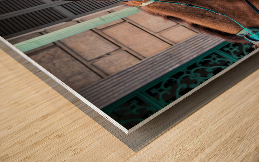 Portrait of horse pulling carriage with black dog on sidewalk Wood print