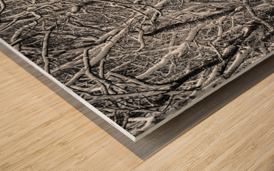 Twisted intertwined snow covered tree trunks at Coopers Rock Impression sur bois