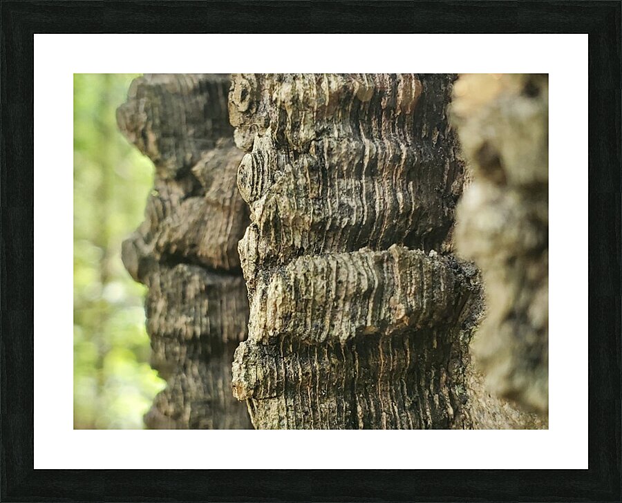 Wavy Bark Picture Frame Printing