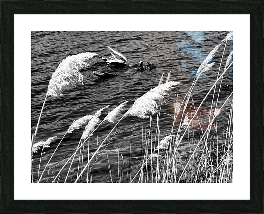 Lake Grass Picture Frame Printing