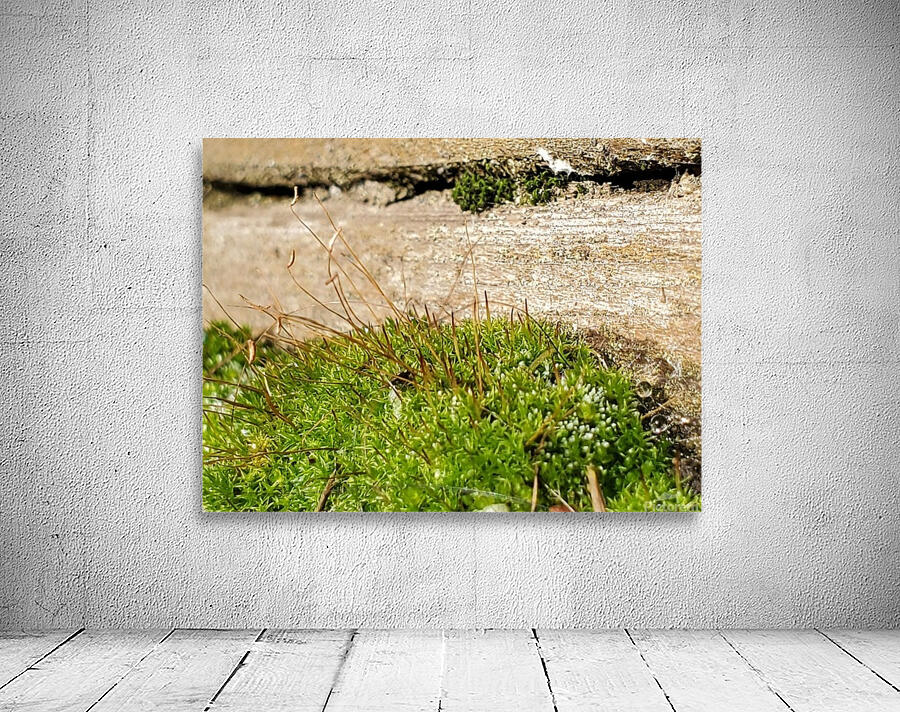 Mossy Planks Wall Preview