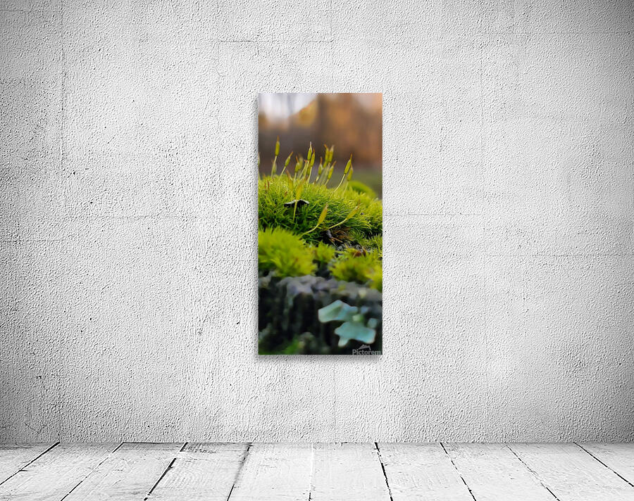 Leggy Moss Wall Preview