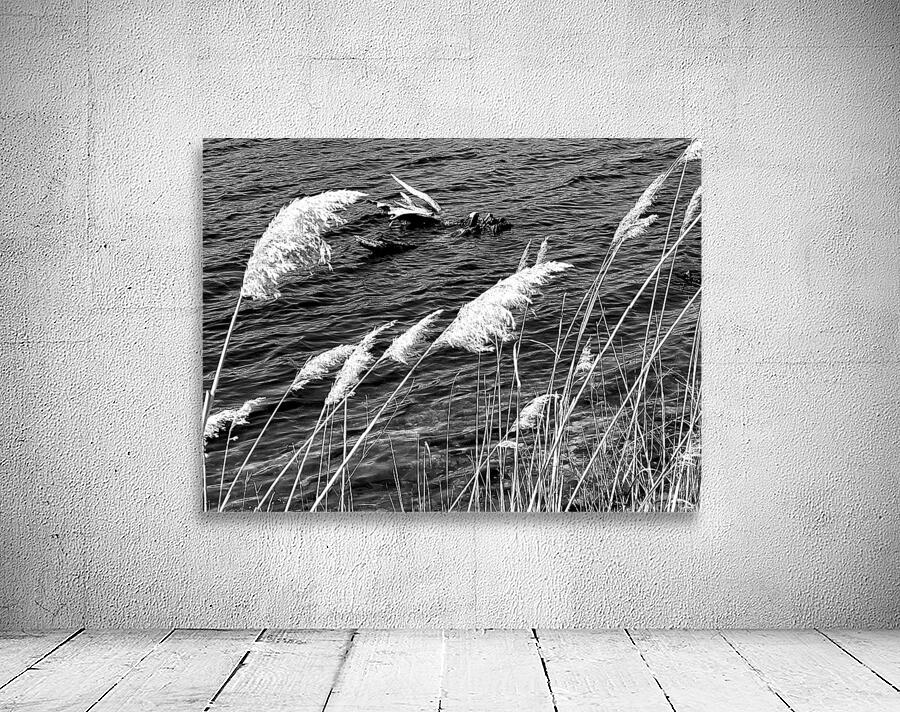Lake Grass Wall Preview