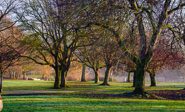 Park Digital Download