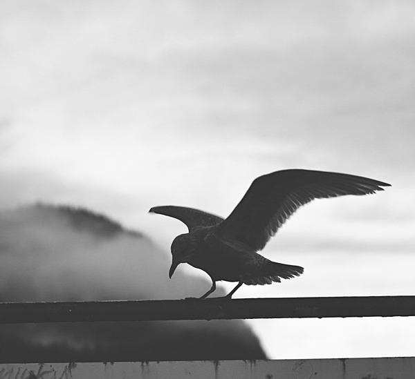 Seagull  Digital Download