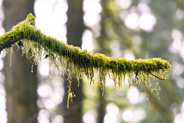 Tree branch Digital Download