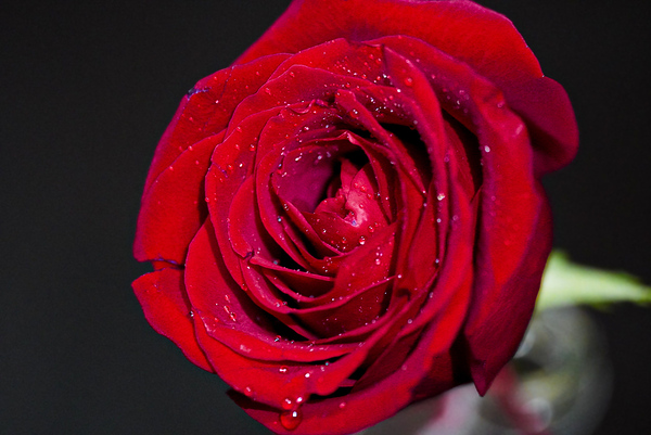 Blooming rose  Digital Download