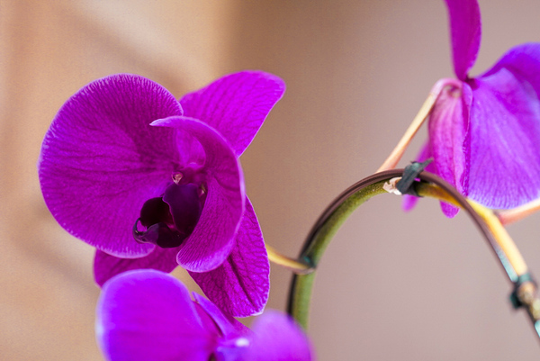Orchid  Digital Download