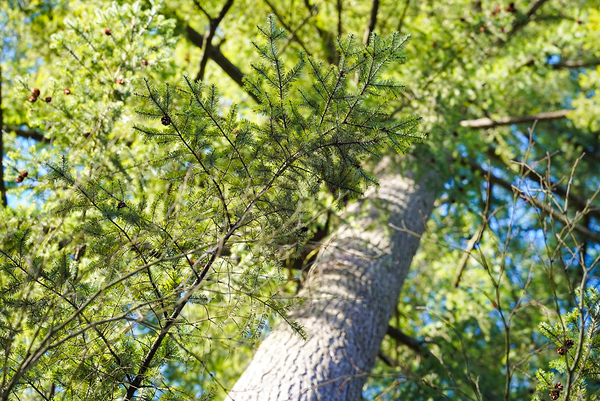 Trees Digital Download
