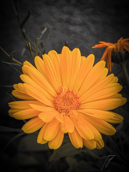 full bloom   Digital Download