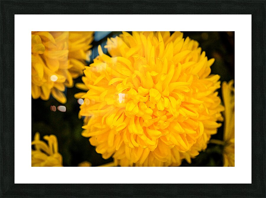 Azatec Marigold flower Picture Frame print