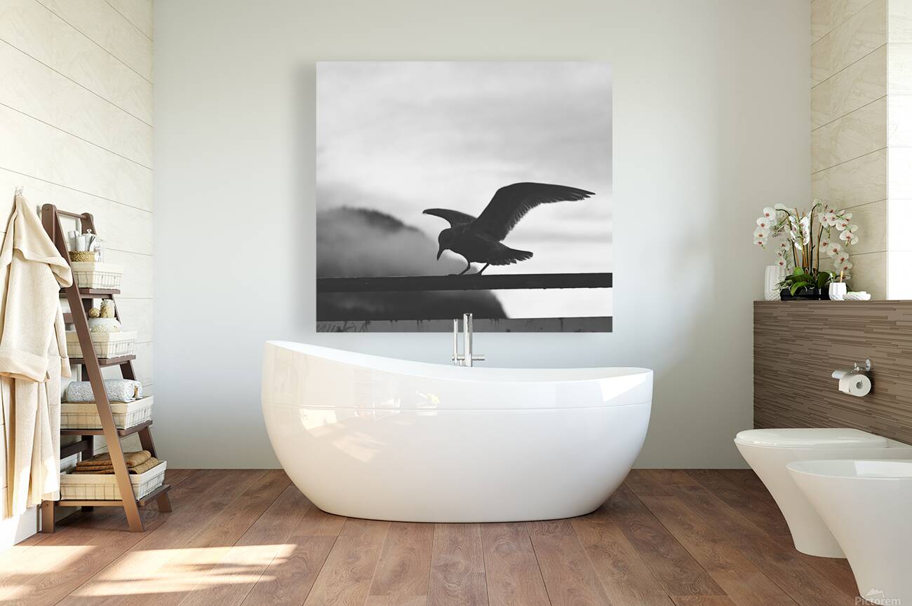 Seagull  Reproduction