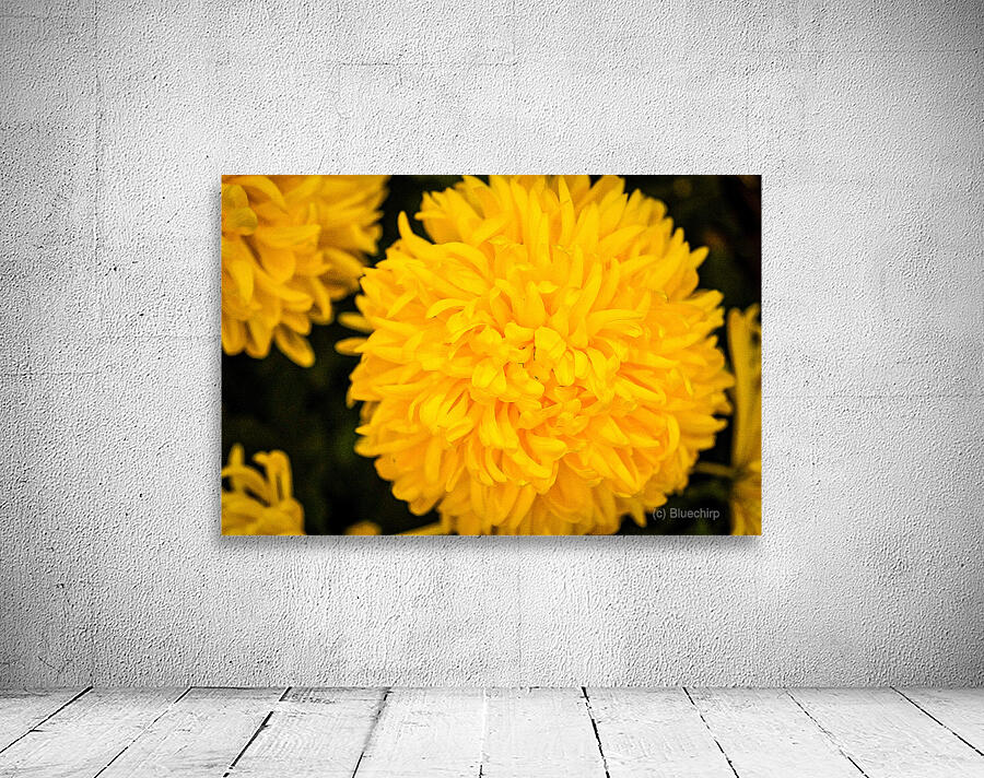 Azatec Marigold flower Wall Preview
