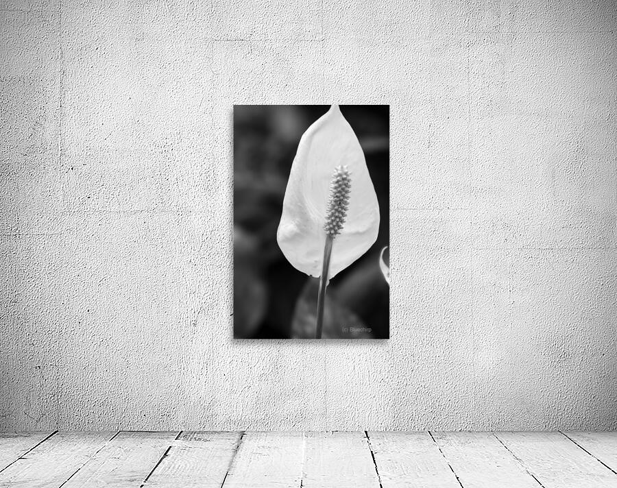 White Peace lily  Wall Preview