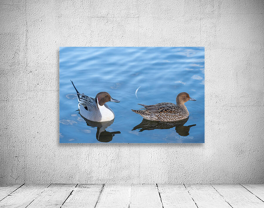 Duck swimming Wall Preview