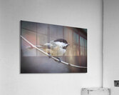 Whispers on a Single Perch Acrylic Print