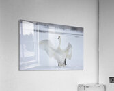 The Iceborne Elegance Acrylic Print