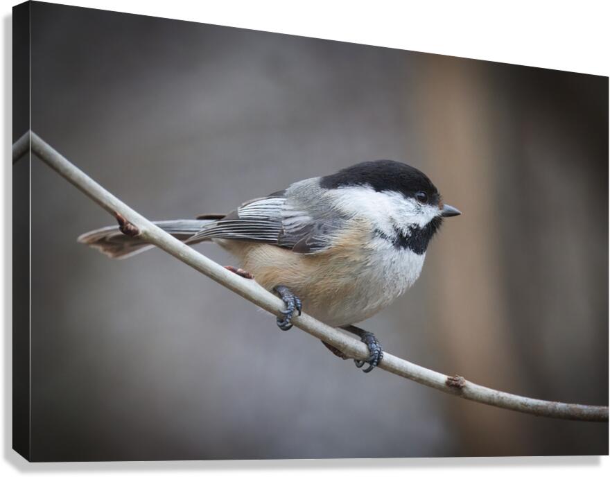 Whispers on a Single Perch Canvas Print