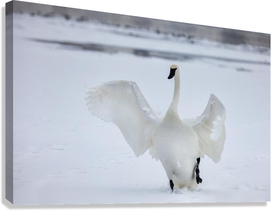 The Iceborne Elegance Canvas Print