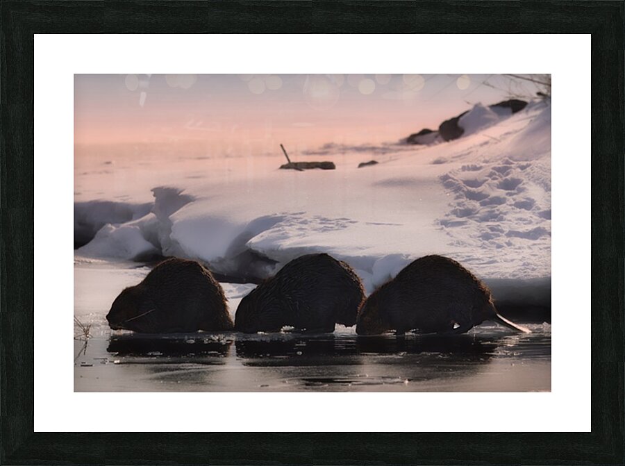  Fine Art print