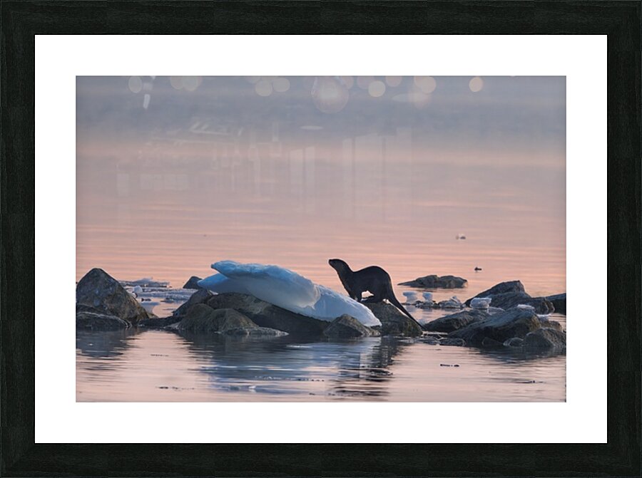  Fine Art print