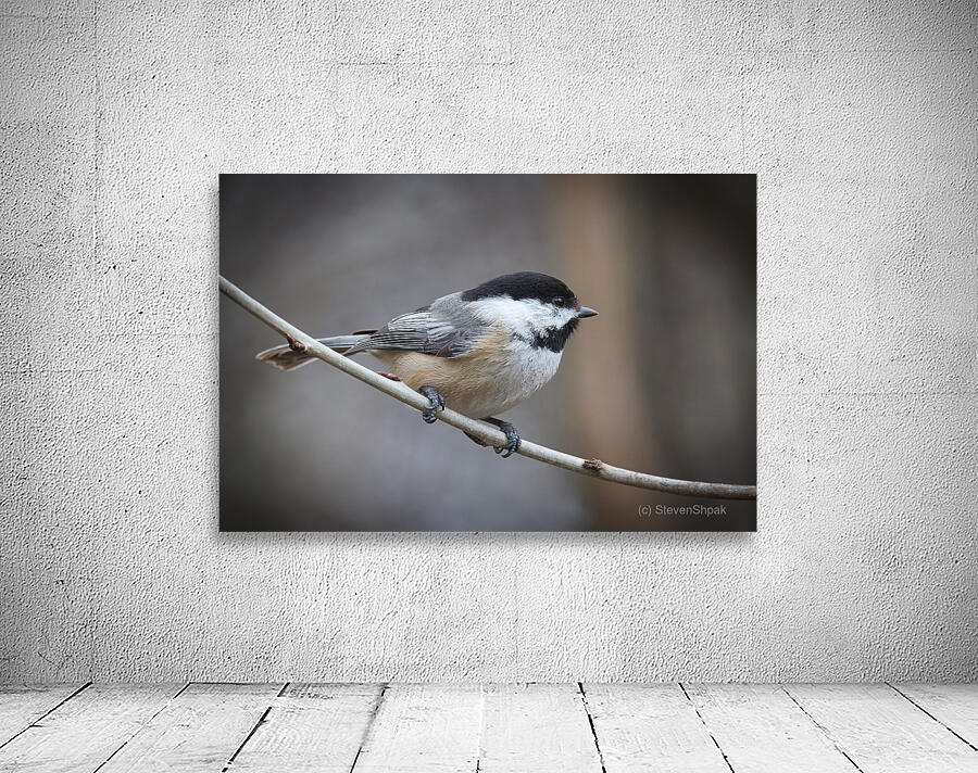 Whispers on a Single Perch Wall Preview
