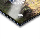 African zebra in the tall grass  Acrylic print